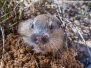 Pocket Gophers