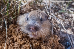 Botta's Pocket Gopher 002