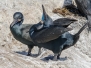 Cormorants and Shags