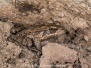 Bronze Frog