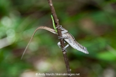 Brown Anole