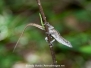 Anole Lizards