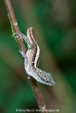 Bahaman Brown Anole 013