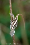Bahaman Brown Anole 014