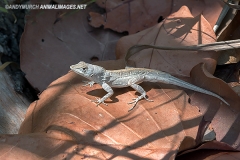Bahaman Brown Anole 016
