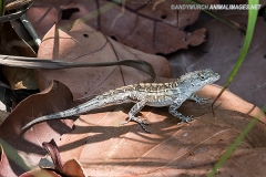 Bahaman Brown Anole 018