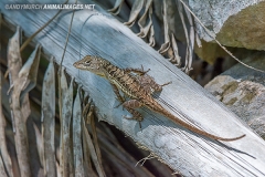 Bahaman Brown Anole 019