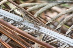 Bahaman Brown Anole 021