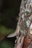 Brown Anole 022
