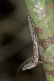 Brown Anole 024