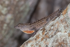 Brown Anole 025