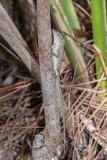 Brown Anole 026