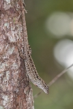 Brown Anole 027