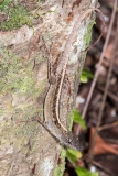 Brown Anole 031
