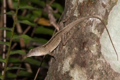 Brown Anole 033