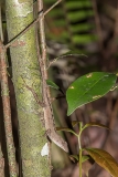 Brown Anole 034