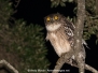 Brown Fish Owl