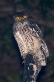 Brown Fish Owl 003