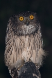 Brown Fish Owl 004