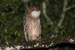 Brown Fish Owl 005