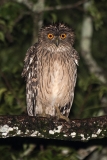 Brown Fish Owl 007