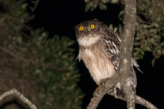 Brown Fish Owl 009