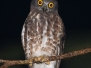 Brown Hawk Owl