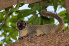 Brown Lemur