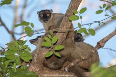 Brown Lemur 001