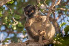 Brown Lemur 002