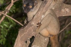 Brown Lemur 010