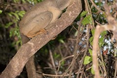 Brown Lemur 012