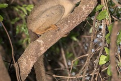 Brown Lemur 013