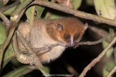 Brown Mouse Lemur 002