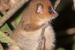 Brown Mouse Lemur 004