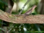 Brown-patched Kangaroo Lizard