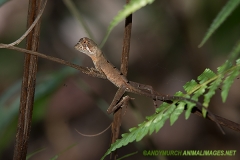 Brown-patched Kangaroo lizard 001