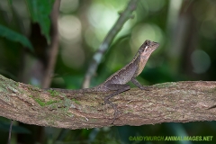 Brown-patched Kangaroo lizard 006