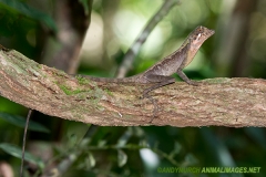 Brown-patched Kangaroo lizard 007