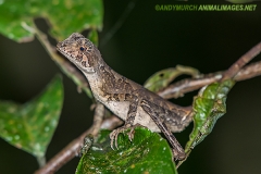 Brown-patched Kangaroo lizard 008