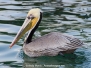Pelicans