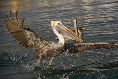 Brown Pelican 005