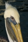 Brown Pelican 011