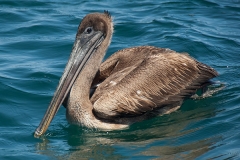 Brown Pelican 012