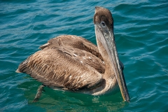 Brown Pelican 014
