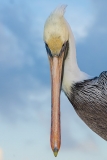 Brown Pelican 043