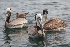 Brown Pelican 062