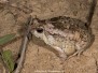 Narrow-mouthed Frogs