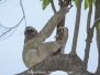 Brown-throated Three-toed Sloth