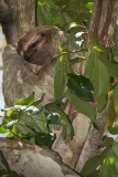 Brown-throated Three-toed Sloth 006